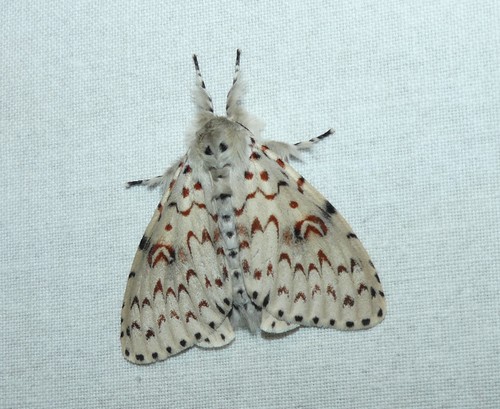 Lymantria nephrographa Turner, 1915