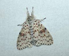 Lymantria nephrographa