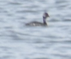 Podiceps nigricollis