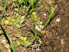 Polystachya ottoniana