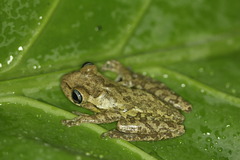 Osteopilus dominicensis