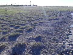 Commiphora pyracanthoides