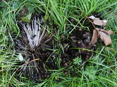 Britzelmayria multipedata