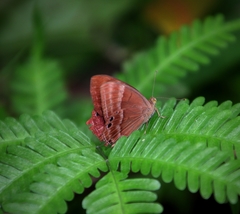Abisara