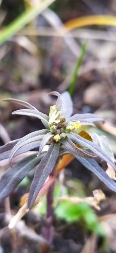 Image of Erysimum marschallianum by no rights reserved