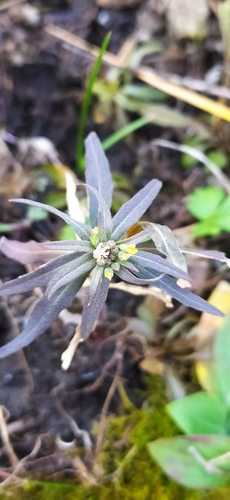 Image of Erysimum marschallianum by no rights reserved