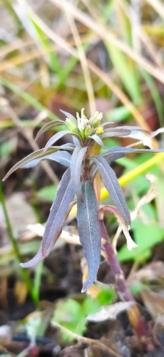 Image of Erysimum marschallianum by no rights reserved