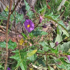 Solanum cinereum