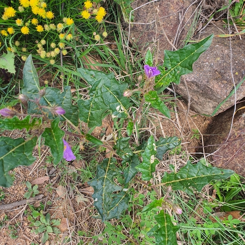 Image of Solanum cinereum by no rights reserved