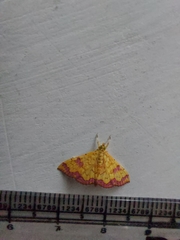 Isocentris filalis