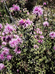 Kunzea parvifolia