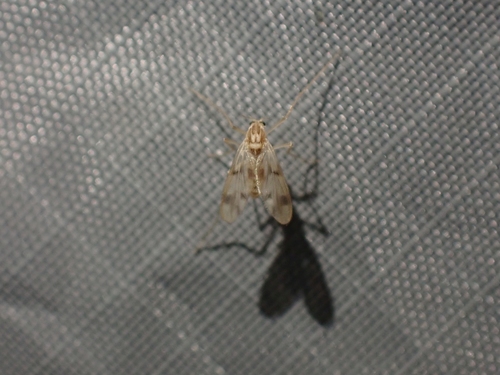 Thienemannimyia fusciceps