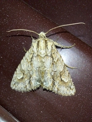 Meganephria bimaculosa