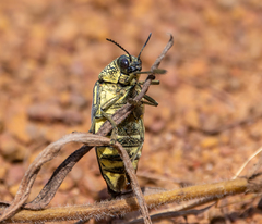 Sternocera interrupta interrupta