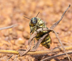 Sternocera interrupta interrupta