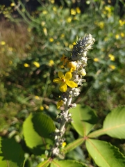 Verbascum