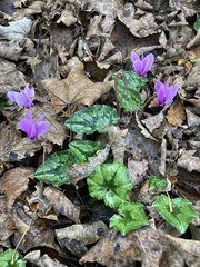Cyclamen hederifolium