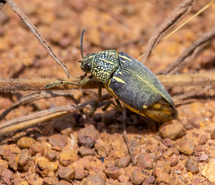Sternocera interrupta interrupta