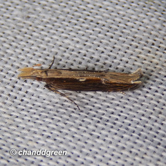 Hypatima spathota