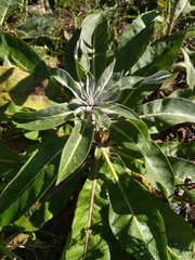Verbascum
