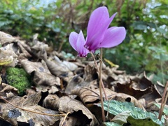 Cyclamen hederifolium