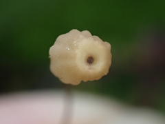 Mycena picta