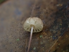 Mycena picta