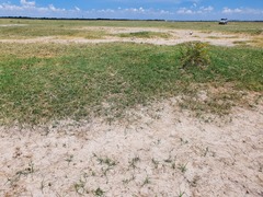 Combretum hereroense