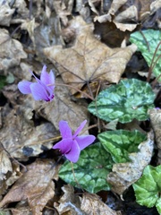Cyclamen hederifolium