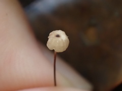 Mycena picta