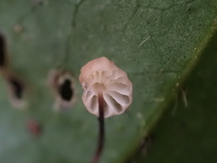 Mycena picta
