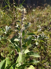 Verbascum