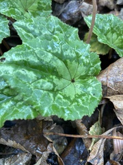 Cyclamen hederifolium