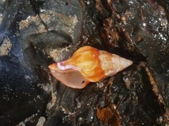 Nodopelagia brazieri