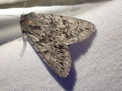 Andropolia contacta