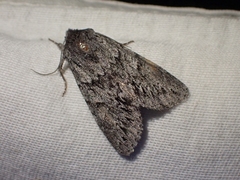 Andropolia contacta