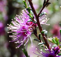 Kunzea parvifolia