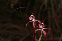 Caladenia chapmanii