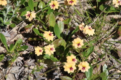 Goodenia trinervis