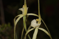 Caladenia chapmanii