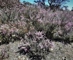 Kunzea parvifolia