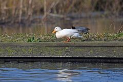 Anas platyrhynchos domesticus