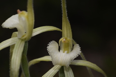 Caladenia chapmanii