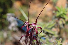Caladenia chapmanii