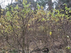Cornus sericea