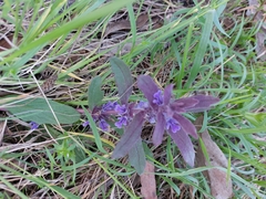 Ajuga australis