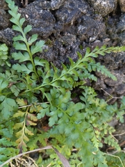 Asplenium adiantum-nigrum