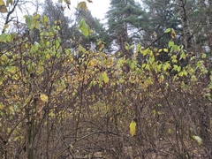 Cornus sericea
