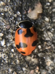 Hippodamia septemmaculata