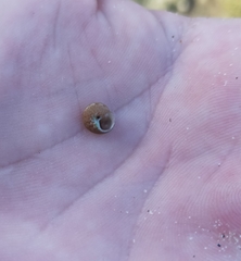 Eurytrochus strangei